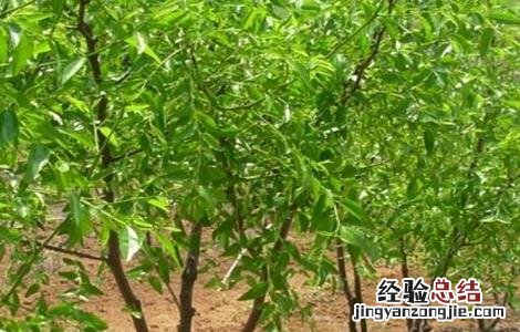 枣树修剪要点 枣树修剪要点图解