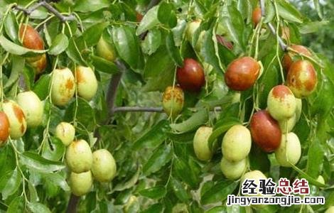 枣树修剪要点 枣树修剪要点图解