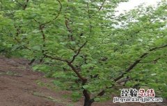 枣树修剪要点 枣树修剪要点图解