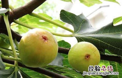 无花果如何施肥 无花果如何施肥施什么肥料