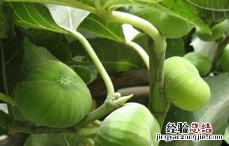 无花果如何施肥 无花果如何施肥施什么肥料
