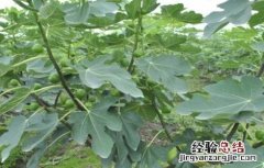 无花果如何施肥 无花果如何施肥施什么肥料