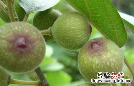 无花果如何施肥 无花果如何施肥施什么肥料