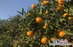 种植柑橘的有利条件 降低柑橘种植效益的因素