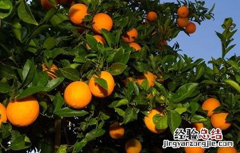 种植柑橘的有利条件 降低柑橘种植效益的因素