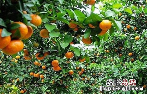 种植柑橘的有利条件 降低柑橘种植效益的因素