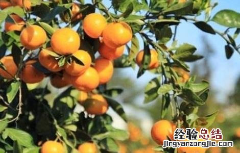 种植柑橘的有利条件 降低柑橘种植效益的因素