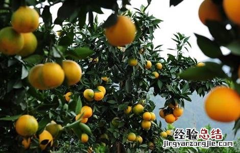 种植柑橘的有利条件 降低柑橘种植效益的因素