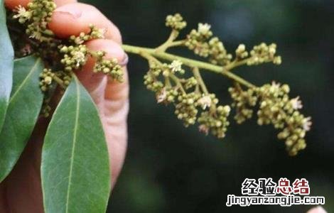 荔枝旺长不开花解决方法 荔枝旺长不开花解决方法有哪些