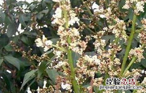 荔枝旺长不开花解决方法 荔枝旺长不开花解决方法有哪些