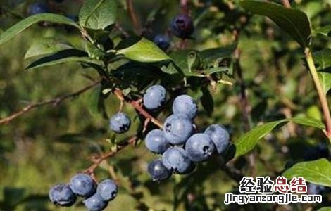 蓝莓僵果防治方法视频 蓝莓僵果防治方法