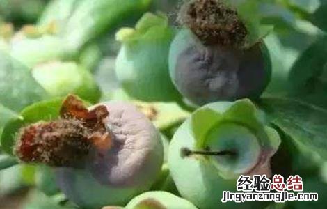 蓝莓僵果防治方法视频 蓝莓僵果防治方法