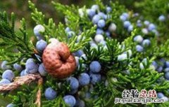 蓝莓僵果防治方法视频 蓝莓僵果防治方法