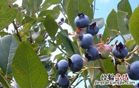 蓝莓僵果防治方法视频 蓝莓僵果防治方法