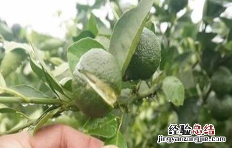贡柑裂果原因及防治方法视频 贡柑裂果原因及防治方法
