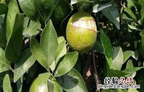 贡柑裂果原因及防治方法视频 贡柑裂果原因及防治方法
