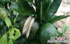 贡柑裂果原因及防治方法视频 贡柑裂果原因及防治方法