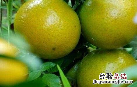 贡柑裂果原因及防治方法视频 贡柑裂果原因及防治方法