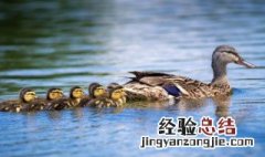 文虎酱鸭的做法大全 文虎酱鸭的做法