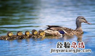 文虎酱鸭的做法大全 文虎酱鸭的做法