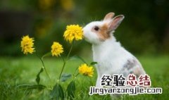 冷锅兔的正宗做法 冷锅兔的正宗做法和配料