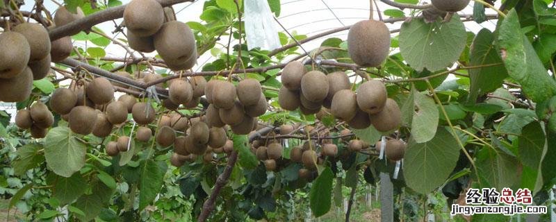 猕猴桃几月成熟 蒲江猕猴桃几月成熟