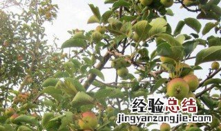 果树春天什么时候浇水好 果树春天什么时候浇水