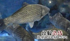 春季钓鲫鱼早晨几点打窝 初春钓鲫鱼打窝