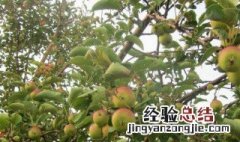 苹果树栽在院里什么位置好 苹果树种在院子那个位置好