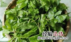刺五加叶怎么吃? 刺五加叶怎么吃