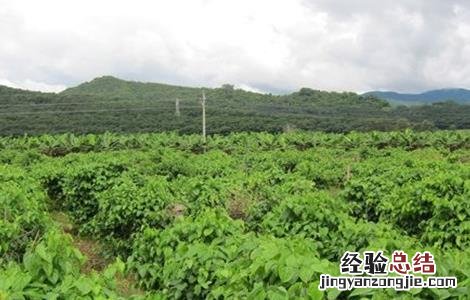 美藤果树苗 美藤果栽培技术