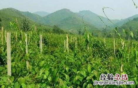 美藤果树苗 美藤果栽培技术