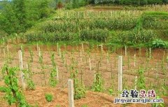 美藤果树苗 美藤果栽培技术