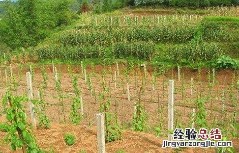 美藤果树苗 美藤果栽培技术