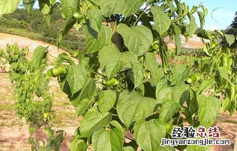 美藤果树苗 美藤果栽培技术
