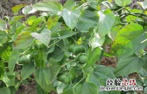 美藤果树苗 美藤果栽培技术