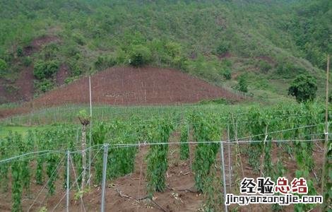 美藤果树苗 美藤果栽培技术
