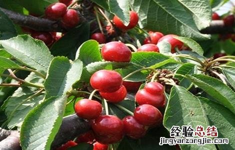 车厘子产量高吗 如何提高车厘子的产量