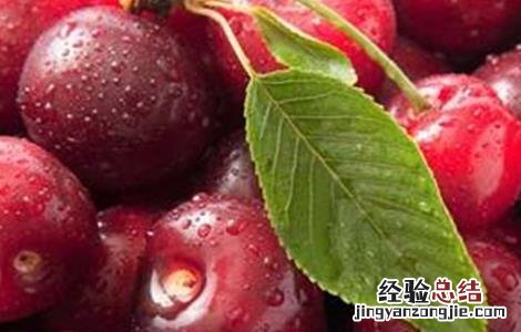车厘子产量高吗 如何提高车厘子的产量