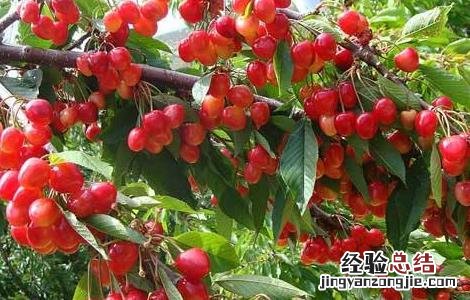 车厘子产量高吗 如何提高车厘子的产量