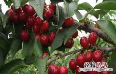车厘子产量高吗 如何提高车厘子的产量