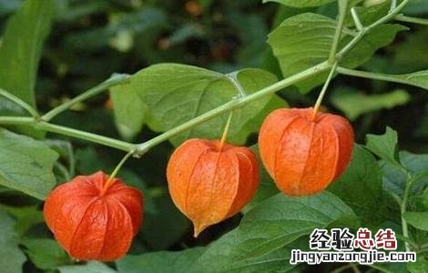 姑娘果种植前景分析 姑娘果适合哪里种植