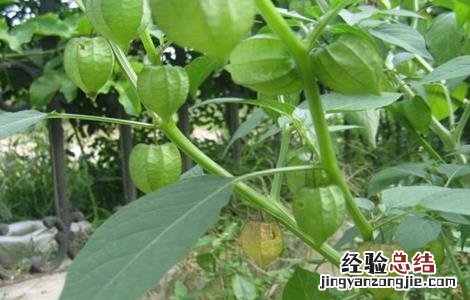 姑娘果种植前景分析 姑娘果适合哪里种植