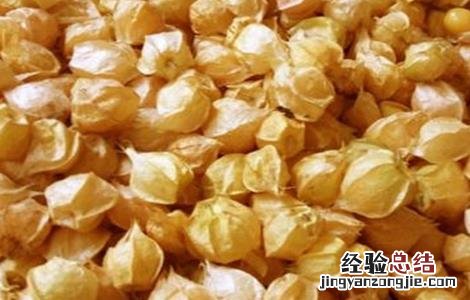姑娘果种植前景分析 姑娘果适合哪里种植