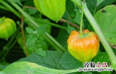 姑娘果种植前景分析 姑娘果适合哪里种植