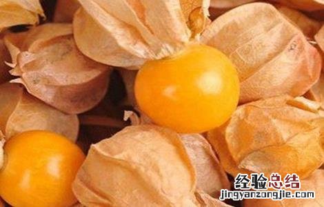 姑娘果种植前景分析 姑娘果适合哪里种植