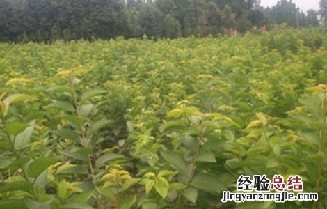 车厘子育苗技术视频 车厘子育苗技术