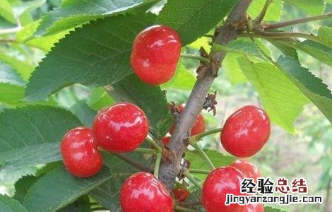 车厘子育苗技术视频 车厘子育苗技术