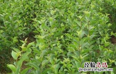 车厘子育苗技术视频 车厘子育苗技术