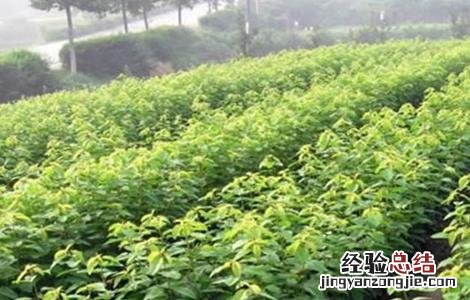 车厘子育苗技术视频 车厘子育苗技术